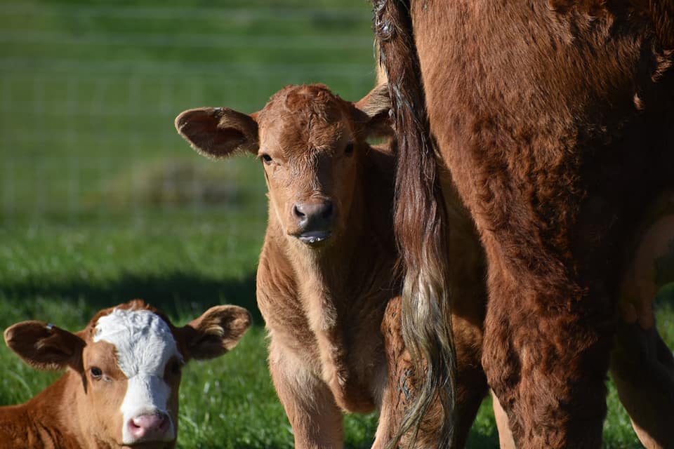 calves with mum in the field